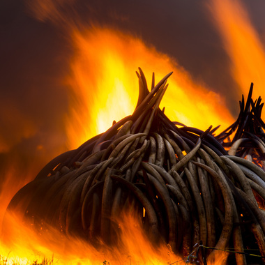 WCS Ivory burning in Kenya