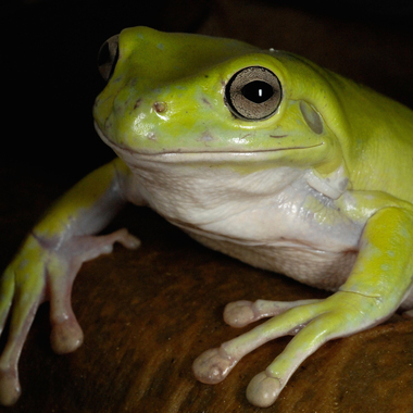 WCS whites tree frog