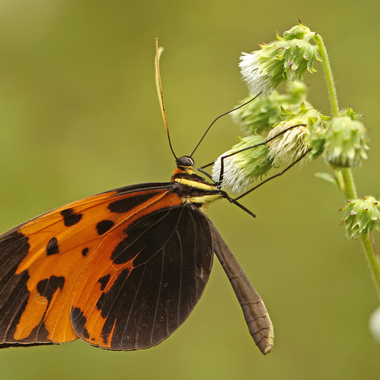 WCS Melinaea sp.