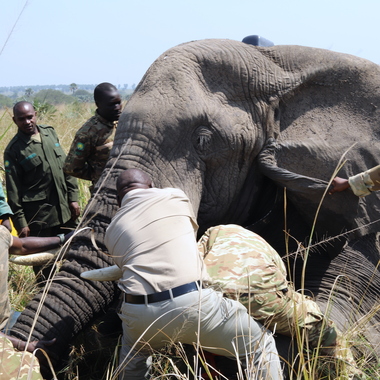 WCS elephant collaring in Uganda