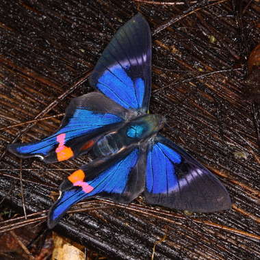 WCS Rethus periander