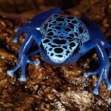 WCS Blue poison dart frog