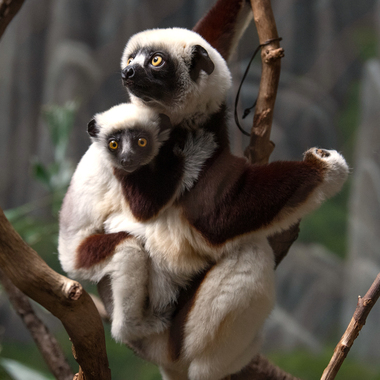 WCS top 10 photos of 2021 Z & A Coquerel's sifaka