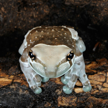 WCS Amazon milk frog
