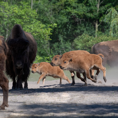 WCS bison calves at BZ