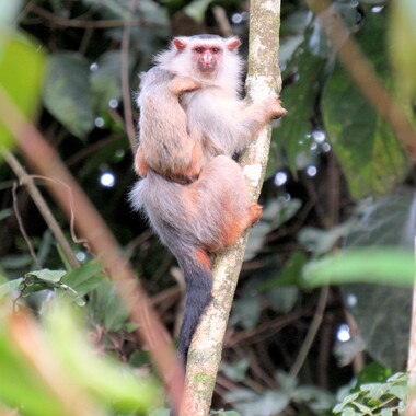 WCS top 10 photos of 2021 Global -- Schneider's marmoset