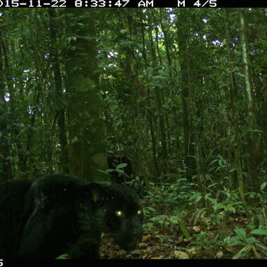 WCS Jaguar camera trap 1