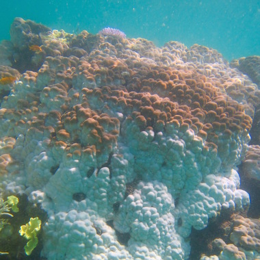 WCS Seeing is Believing -- Kenya coral bleaching 3