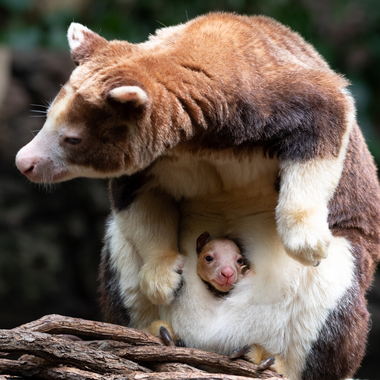 WCS top 2022 photos -- Matchie's tree kangaroo