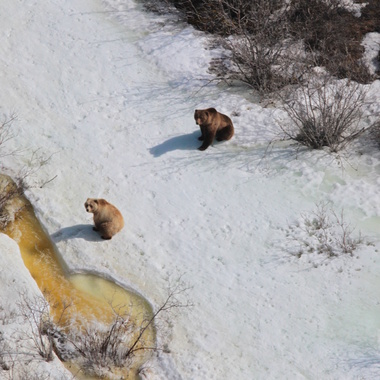WCS Brown bears from Beringia aerial survey 2