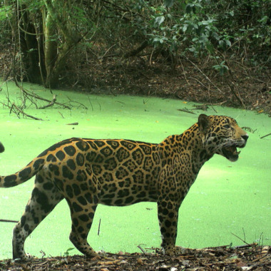 WCS Jaguar and green pond