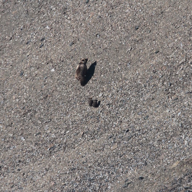 WCS Brown bears from Beringia aerial survey 8