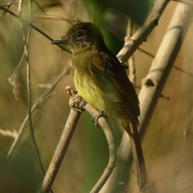 WCS Dusky-tailed flatbill