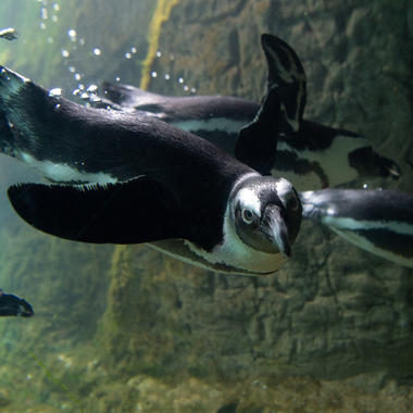 WCS top 2022 photos -- African penguins