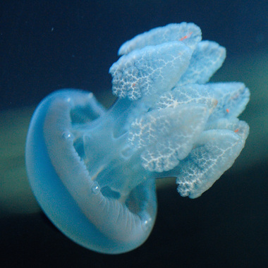 WCS Blue Jellyfish