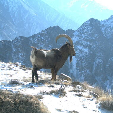 WCS Ibex in Afghanistan on camera trap