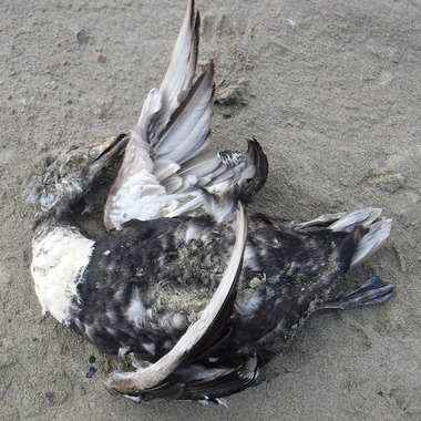 WCS Seeing is Believing -- dead bird in Alaska