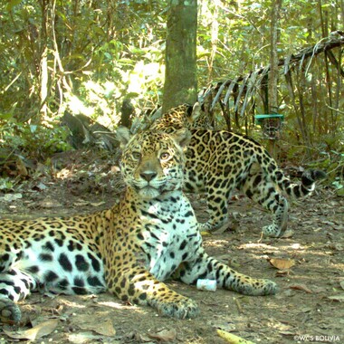 WCS top 2022 photos -- pair of jaguars