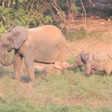 WCS Roxanne and baby from Mbeli bai 3
