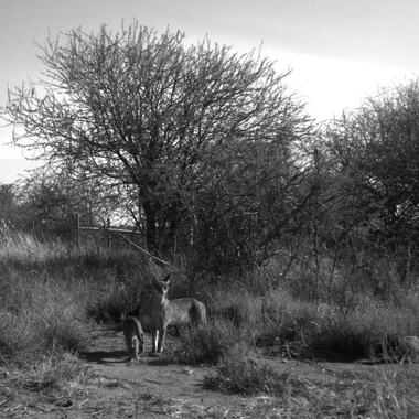 WCS Camera trapped caracal in Kenya