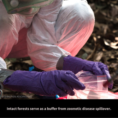 WCS Day of Forests Graphic 5