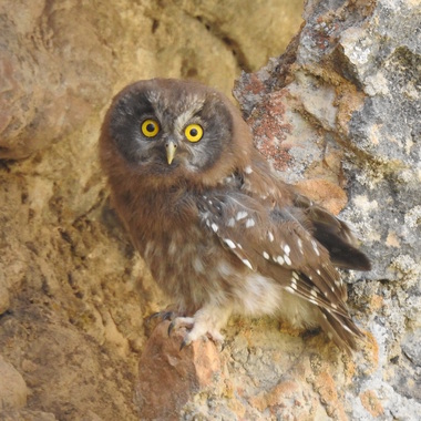 WCS 2019 top photos -- owl in Afghanistan