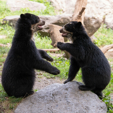 WCS top 2022 photos -- Andean bear cubs