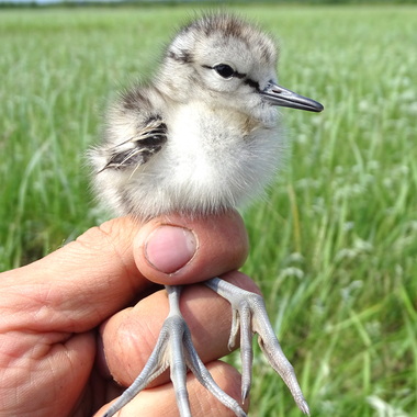 WCS 2019 top photos -- Nordmanns greenshank 