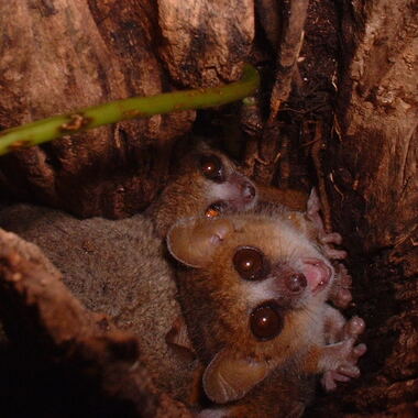 WCS Mouse lemur 3