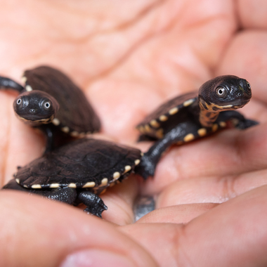 WCS top 2022 photos -- Roti Island snake-necked turtles