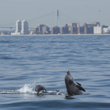 WCS top 2022 photos -- bottlenose dolphins