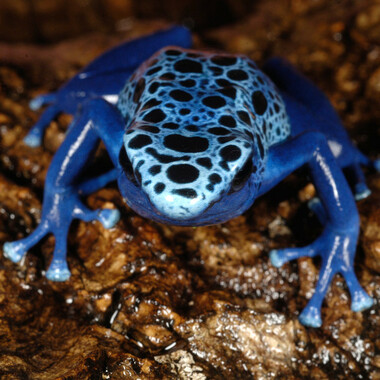 WCS blue poison dart frog