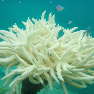 WCS Seeing is Believing -- Kenya coral bleaching 4
