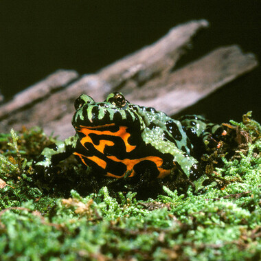 WCS fire-bellied toad
