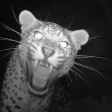 WCS Persian Leopard