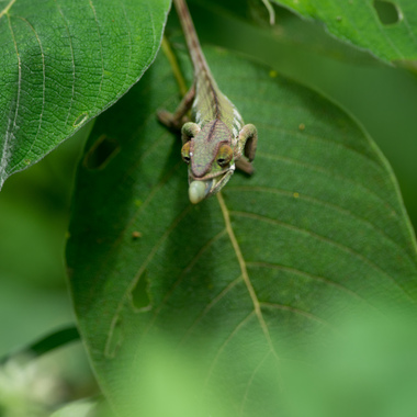 WCS Calumma chameleon 2