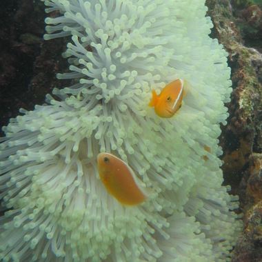 WCS Seeing is Believing -- Kenya coral bleaching 6