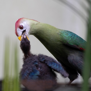 WCS red crested Turaco and chick at BZ