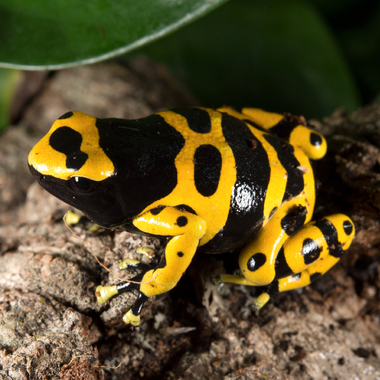 WCS yellow-banded dart frog