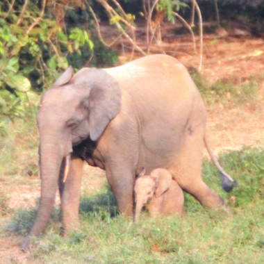 WCS Roxanne and baby from Mbeli bai 1