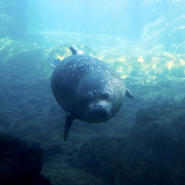 WCS top 10 photos of 2021 Z & A harbor seal