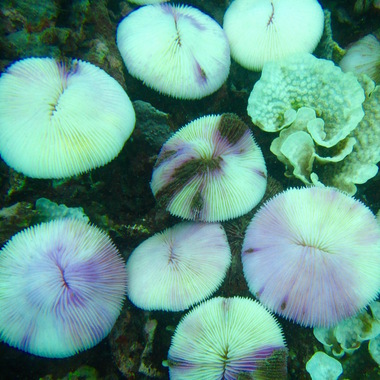 WCS Seeing is Believing -- Kenya coral bleaching 8