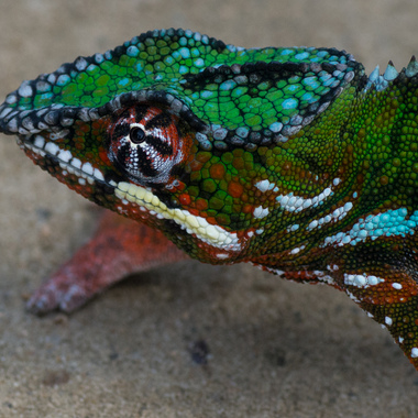 WCS Furcifer "panther chameleon"