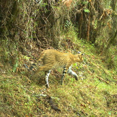 WCS serval in Rwanda