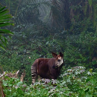 WCS okapi in DRC (sq)
