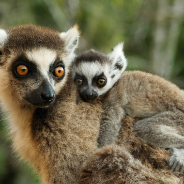 WCS Ring-tailed lemur with baby