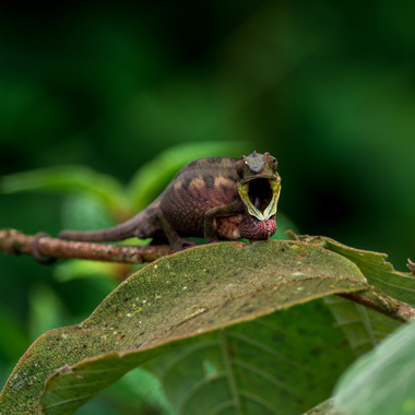 WCS Calumma chameleon 4