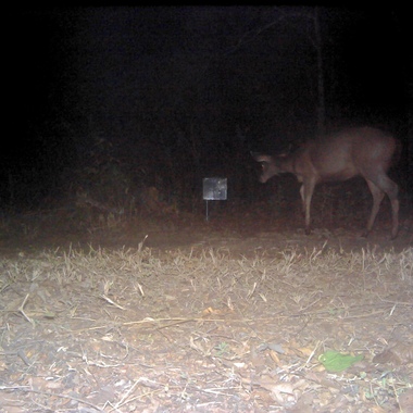 WCS Leopard and Samba deer camera trap photo 2