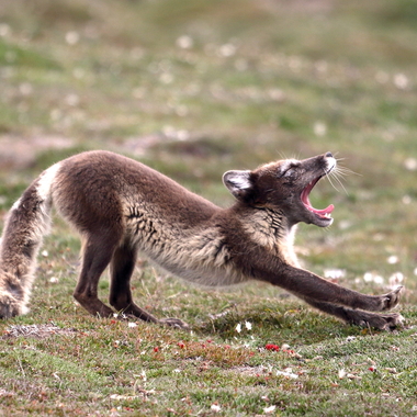 WCS top 10 photos of 2021 Global -- Arctic fox