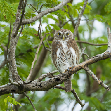 WCS DONT USE WITHOUT PERMISSION: owl
